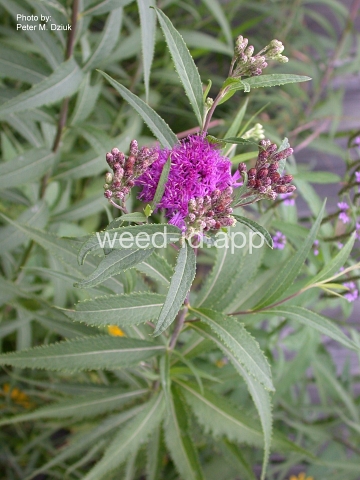 ironweed